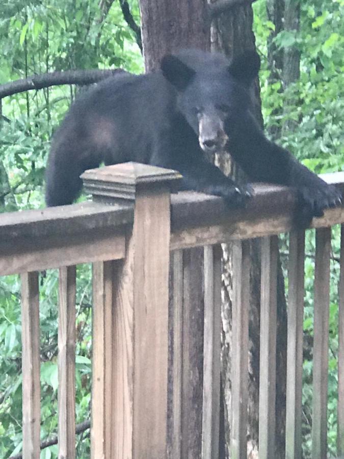 Lazy Bear Lodge Valle Crucis Luaran gambar